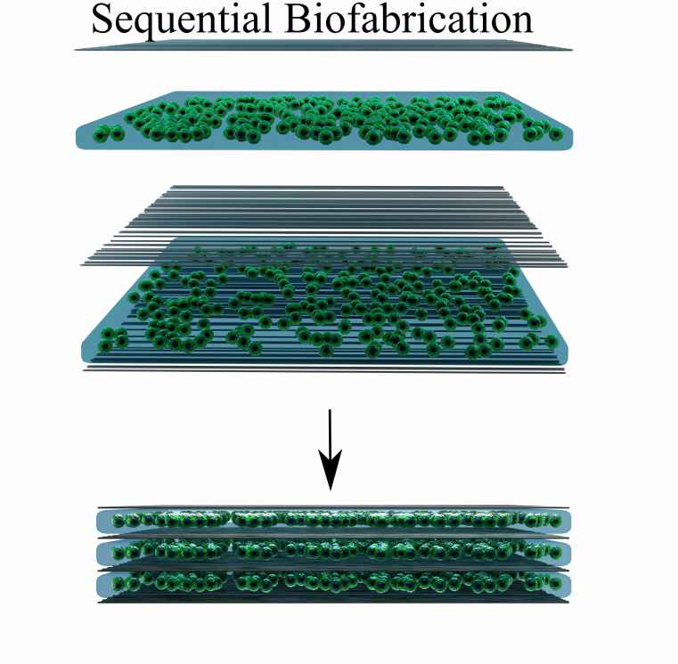 Sequention biofab