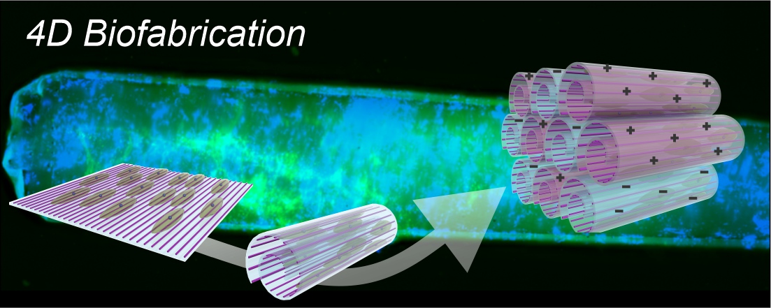 s13-4d biofab