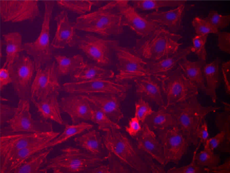 cells